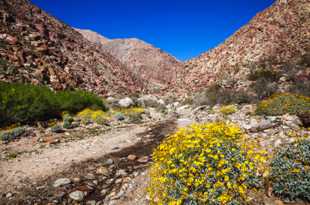 Anza Borrego Wildflowers-6537.jpg